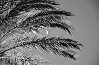 Close-up of palm tree