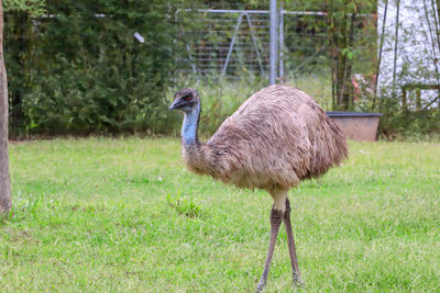 Side view of a emu on field