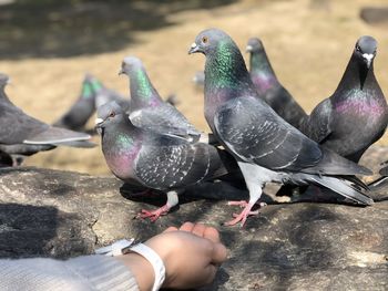 Low section of person feeding bird