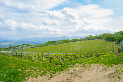 Scenic view of agricultural field against sky