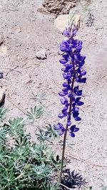 Close-up of purple flowers