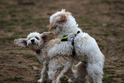 Close-up of a dog on field