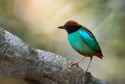 Close-up of bird perching on leaf