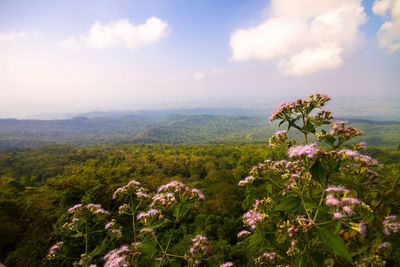 Scenic view of flowering plants against cloudy sky