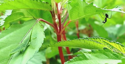 Close-up of leaves