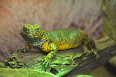 Close-up of lizard on tree