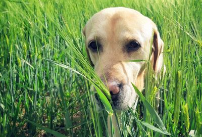Portrait of a dog