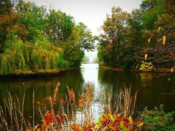 Scenic view of lake in forest against sky