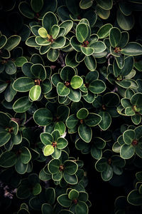 Full frame shot of succulent plant leaves