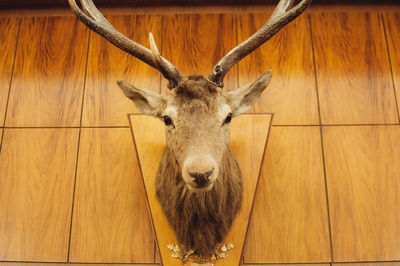 Low angle view of deer taxidermy mounted on wall