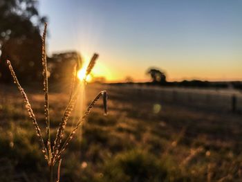 Close-up of plants on field against sky during sunset