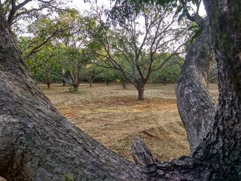 Trees in forest