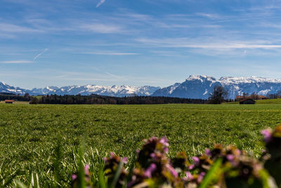 Scenic view of grassy field against sky