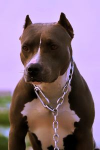 Close-up of a dog looking away