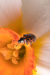 Close-up of insect pollinating on flower