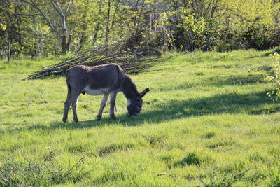 Horse in a field