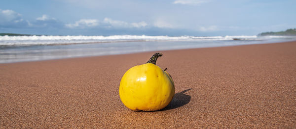 Close-up of yellow fruit on beach