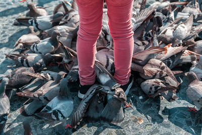 Low section of woman standing amidst pigeons on footpath