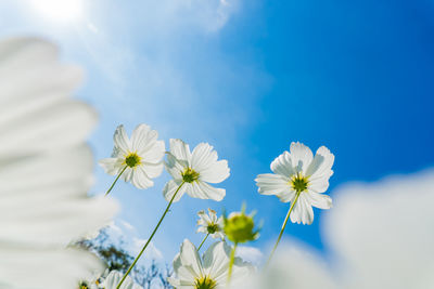 Low angle view of white cosmos flower plants against blue sky background.