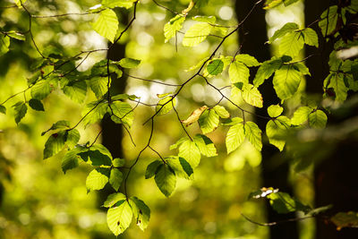 Low angle view of tree branch