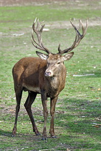 Deer standing in a field