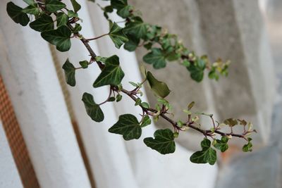 Low angle view of plant against wall