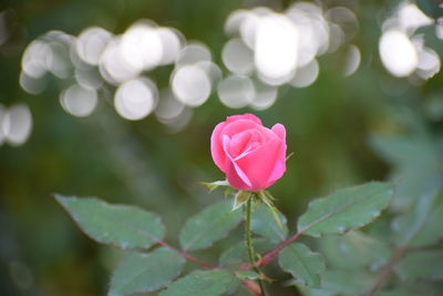 Close-up of pink rose