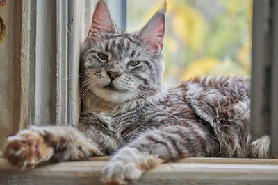 Close-up portrait of a cat