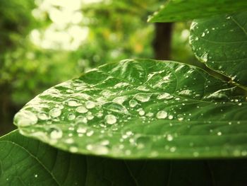 Close-up of leaves on leaf