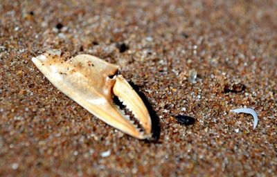 Close-up of crab on sand