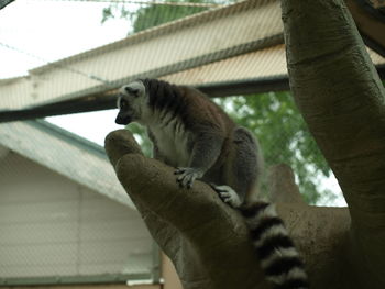 Low angle view of cat sitting on branch