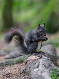 Dark brown squirrel on a root, eating