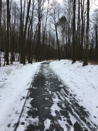 Snow covered bare trees in forest