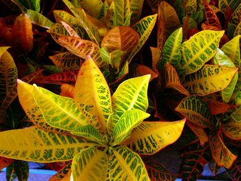 High angle view of leaves on field