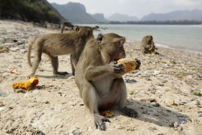 Close-up of monkey on beach