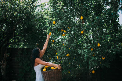 Full frame shot of orange fruit on tree