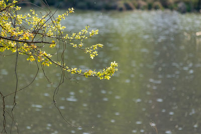 Close-up of yellow flowering plant against lake