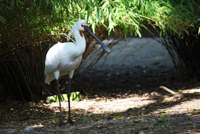 Spoonbill on field during sunny day