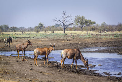 Antelopes standing at lakeshore against clear sky