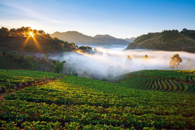 Scenic view of agricultural field against sky during sunset