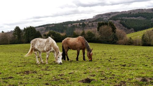 Horses grazing in a field