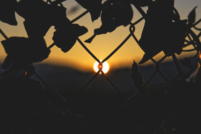 Close-up of silhouette leaves against sky