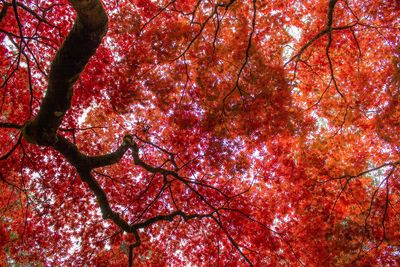 Low angle view of trees