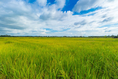 Scenic view of agricultural field against sky