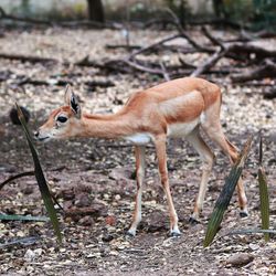 Fawn standing in a forest