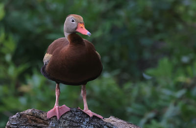 Black bellied whistling duck perched in tree looking at camera