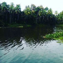 Reflection of trees in lake