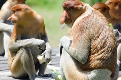 Proboscis monkeys sitting on table