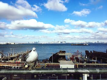 Seagull perching on harbor by sea against sky