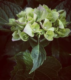 Close-up of flowering plant